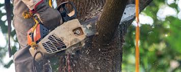 How Our Tree Care Process Works  in  Golden Hills, CA