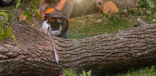 Best Lawn Disease Treatment  in Golden Hills, CA