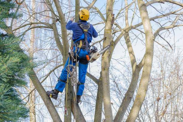 Lawn Pest Prevention in Golden Hills, CA