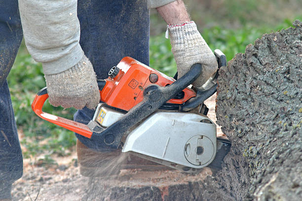 Best Hedge Trimming  in Golden Hills, CA