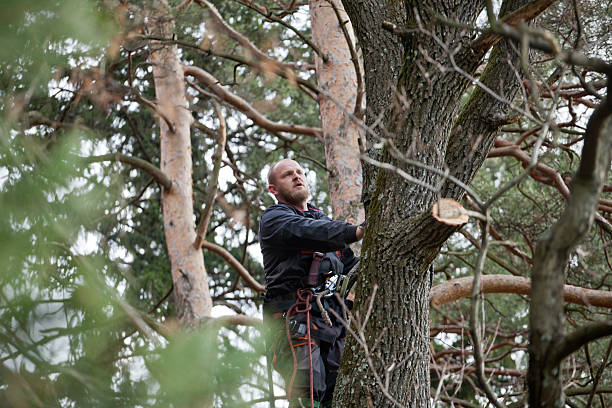 Best Root Management and Removal  in Golden Hills, CA