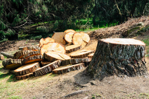 Trusted Golden Hills, CA Tree Care Experts